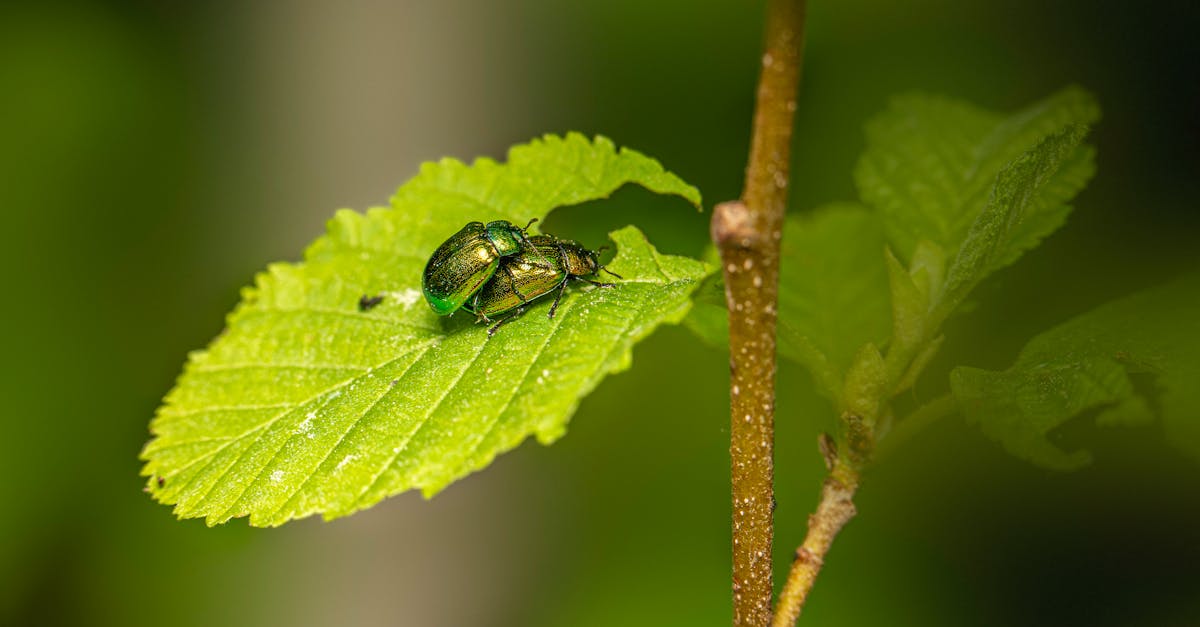 Aligning Pest Control Plans with Business Operations