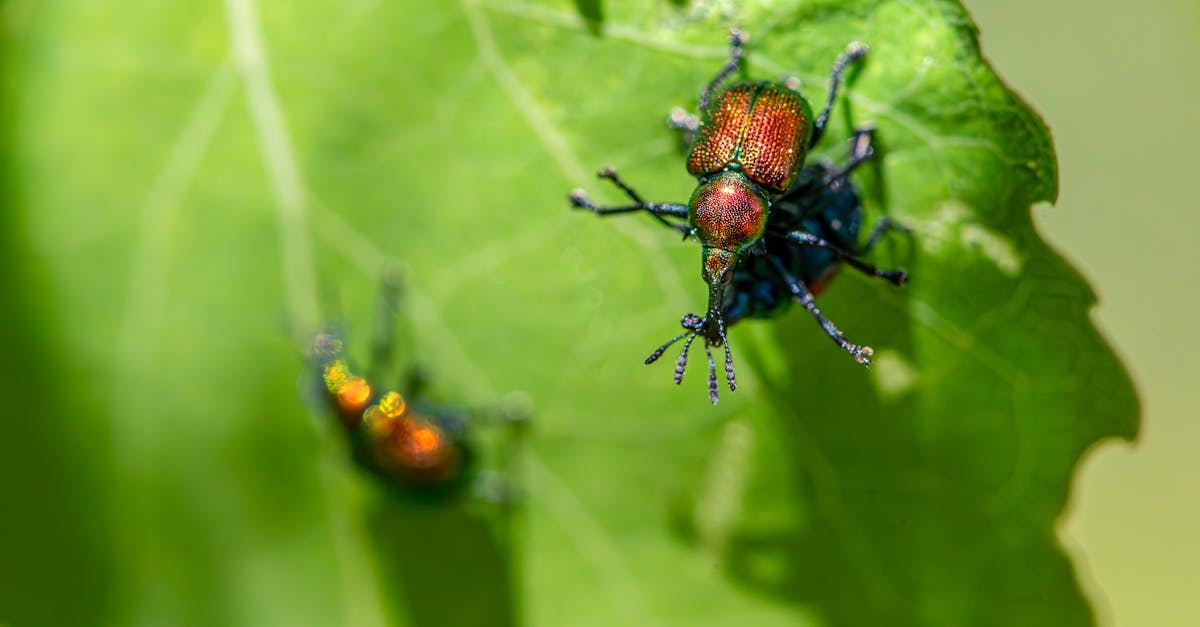 Assessing Risks: Tailoring Your Pest Prevention Strategy