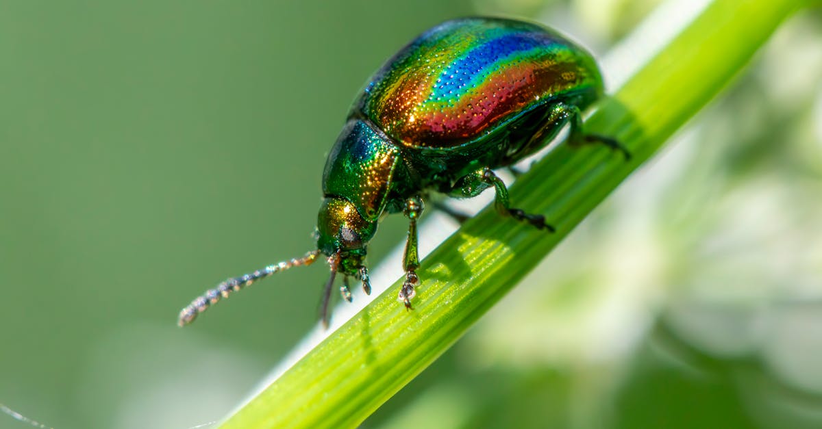 Best Practices for Maintaining a Pest-Free Outdoor Dining Area