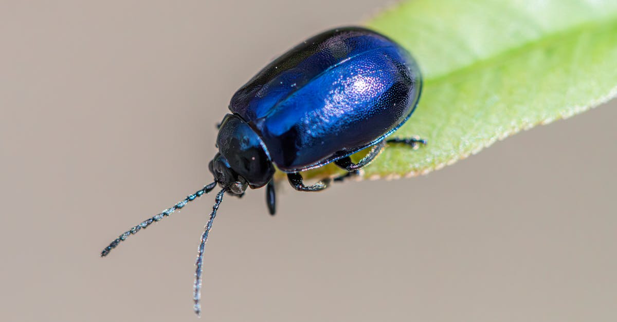 Best Practices for Maintaining Compliance in Pest Control Operations