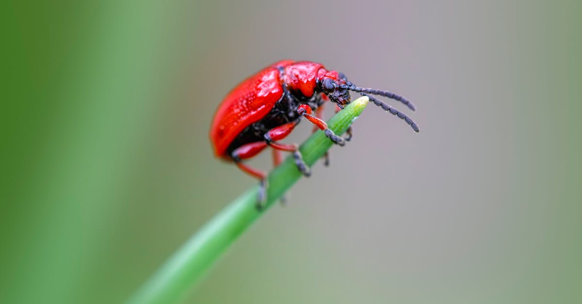 Choosing the Right Pest Control Service for Your Home