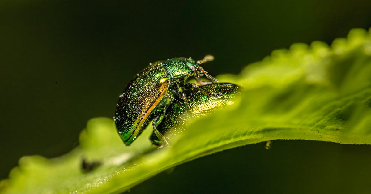 Citronella: More Than Just a Scent for Keeping Pests Away