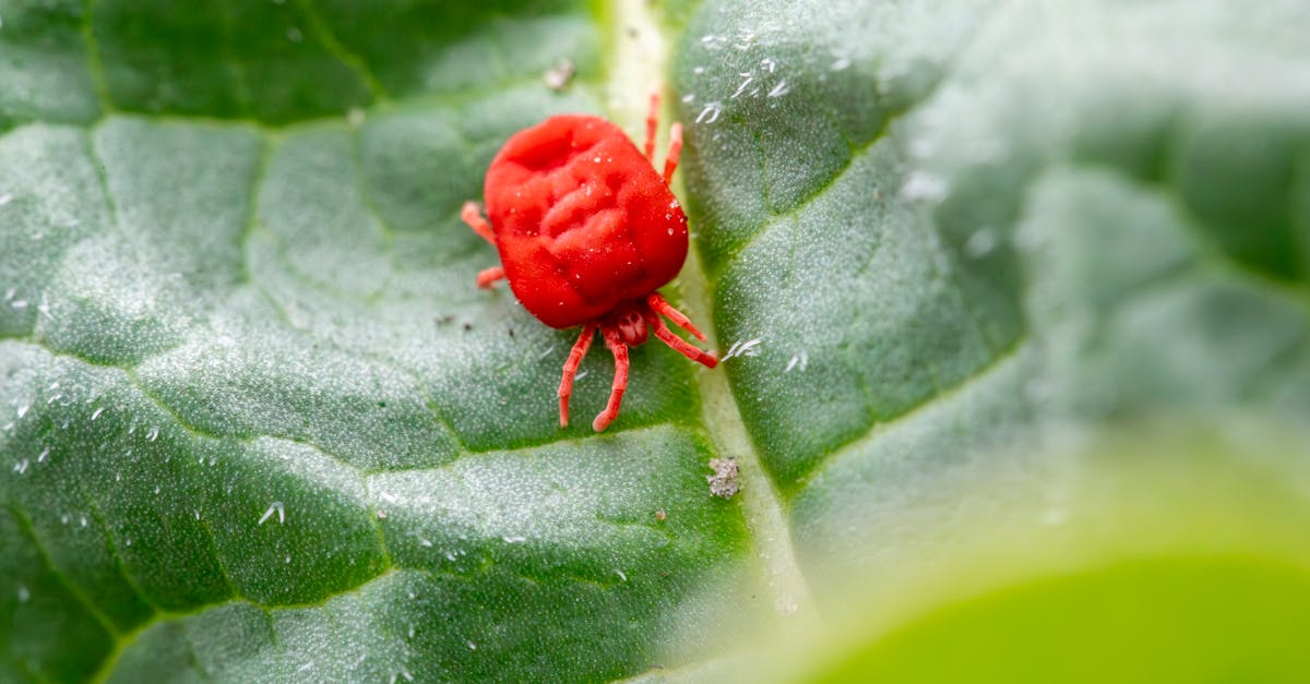 Common Misconceptions About Environmentally Safe Pesticides