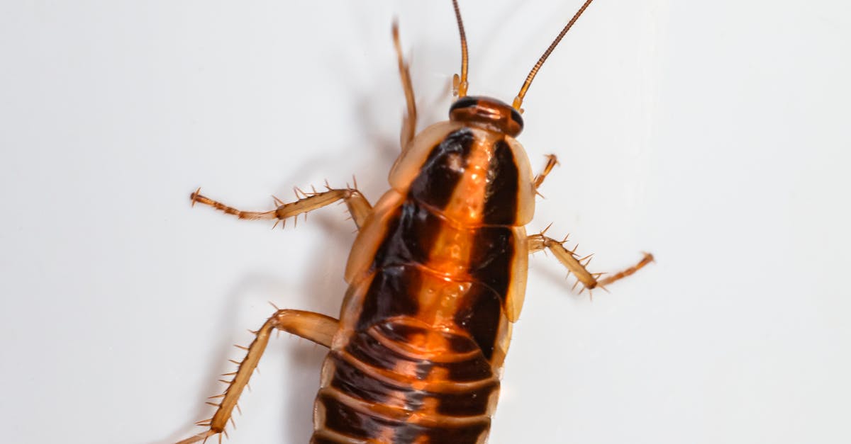 Common Misconceptions About Organic Pest Control