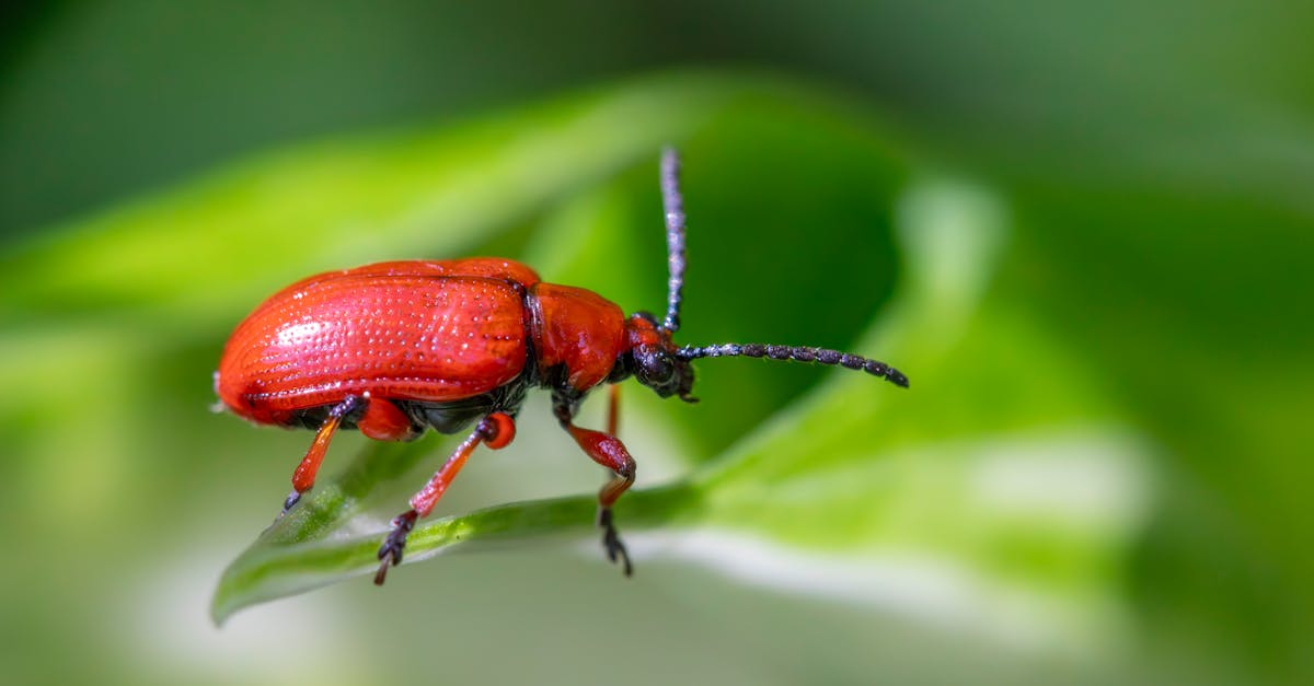 Comparing Pest Control Packages for Homeowners