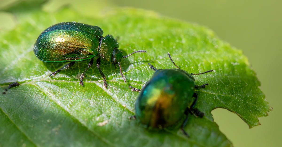 Creating a Comprehensive Pest Management Schedule for Commercial Spaces