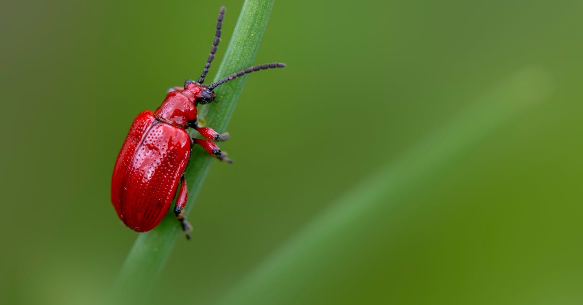 Creating Your Own Safe Insect Repellent at Home