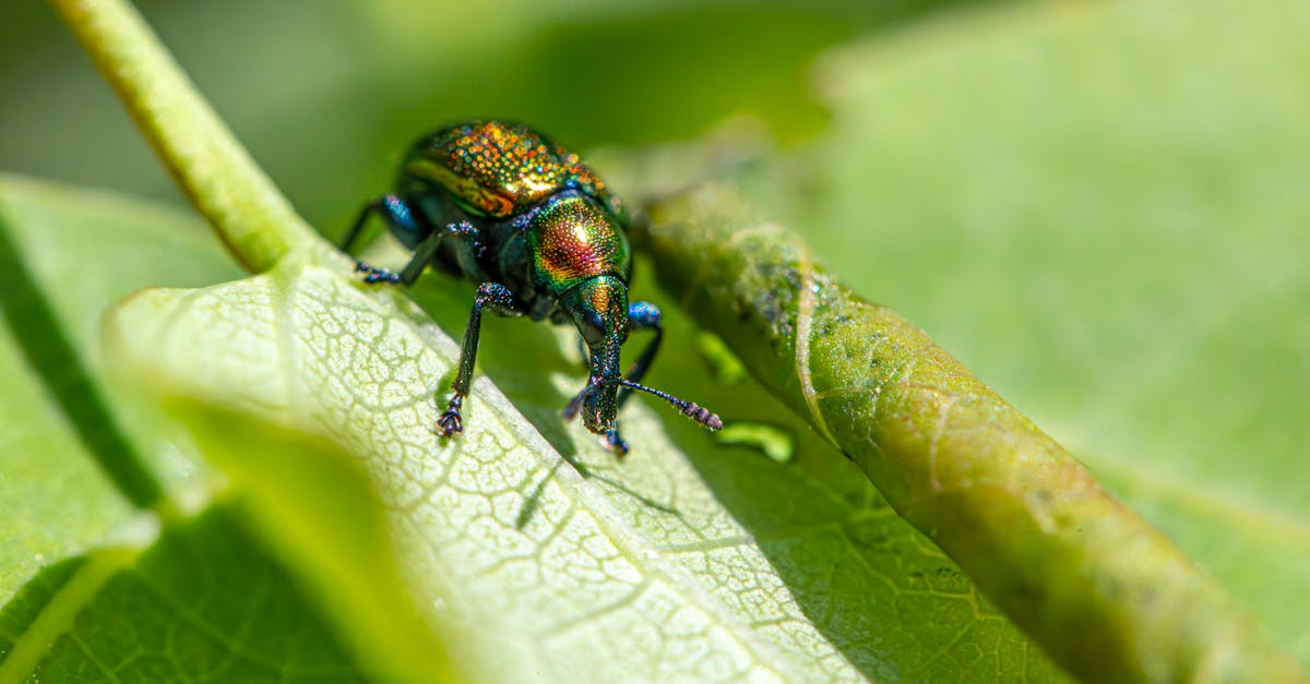 Effective Methods for Managing Silverfish in the Home