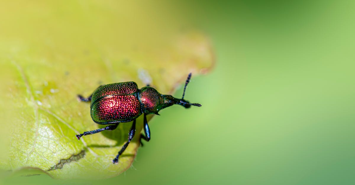 Effective Rodent Management Techniques for Food Service Venues
