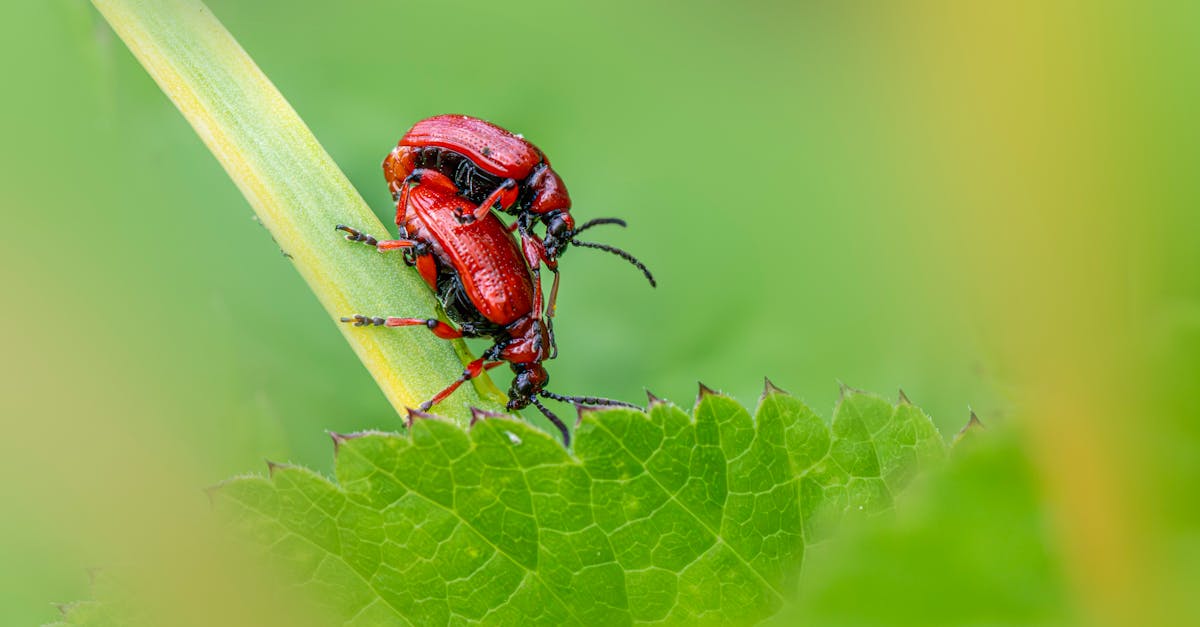 Enhancing Community Health Through Eco-Friendly Pest Management