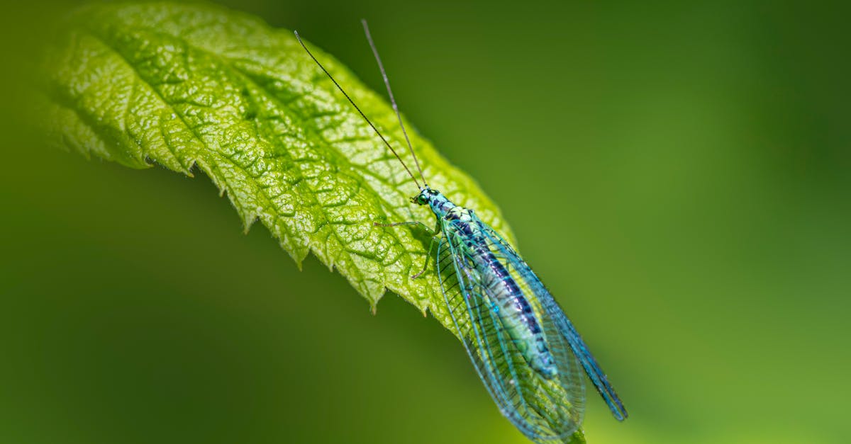 Evaluating the Cost-Effectiveness of Pest Maintenance Plans