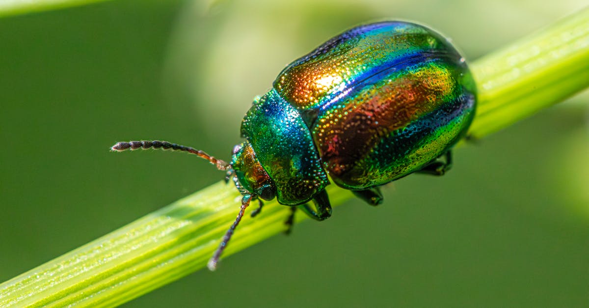 Health Benefits of Choosing Eco-Conscious Pest Solutions