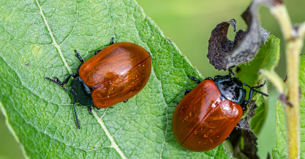Home Remedies for Ant Control in the Kitchen