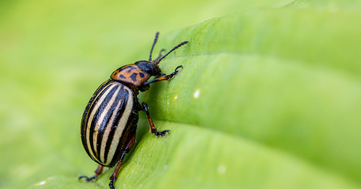 How to Create Your Own Organic Pest Control Solutions at Home