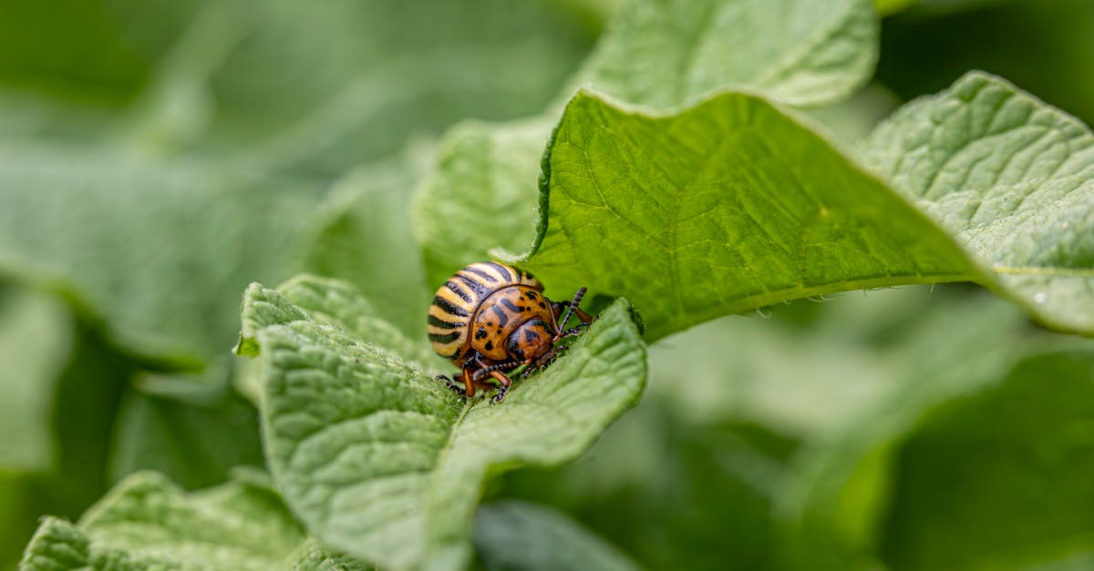 How to Identify Common Pests in Warehouses