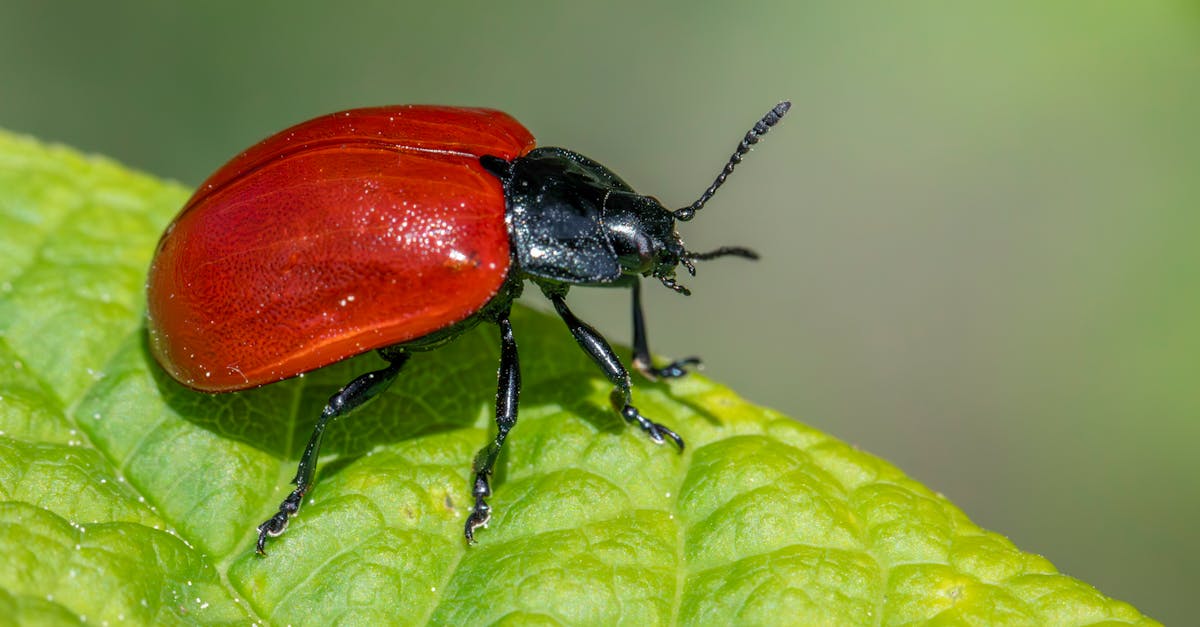 How to Train Staff on Pest Prevention Best Practices