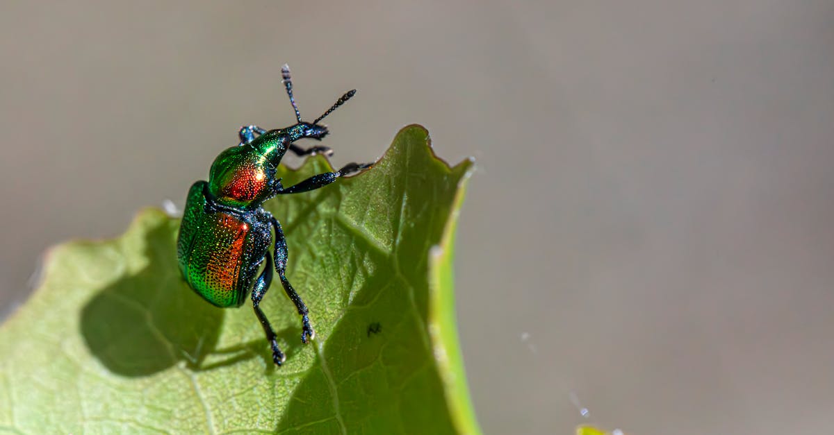 Impact of Pest Infestations on Commercial Productivity