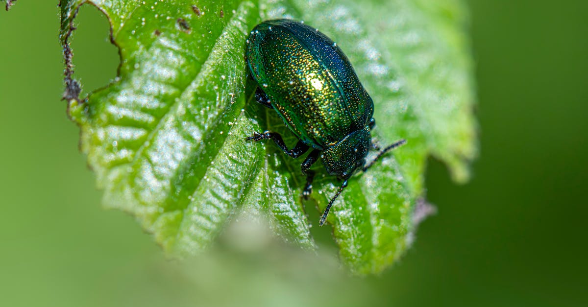 Integrated Pest Management Solutions for Busy Restaurant Environments