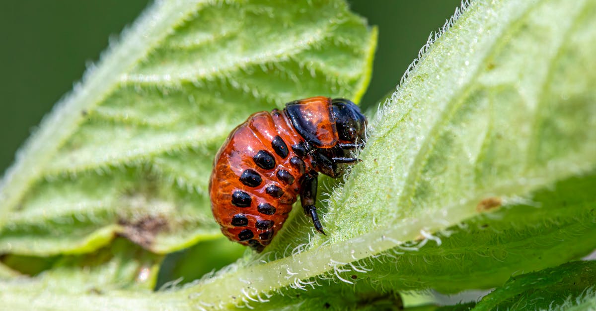Key Elements of a Successful Maintenance Plan in Pest Control