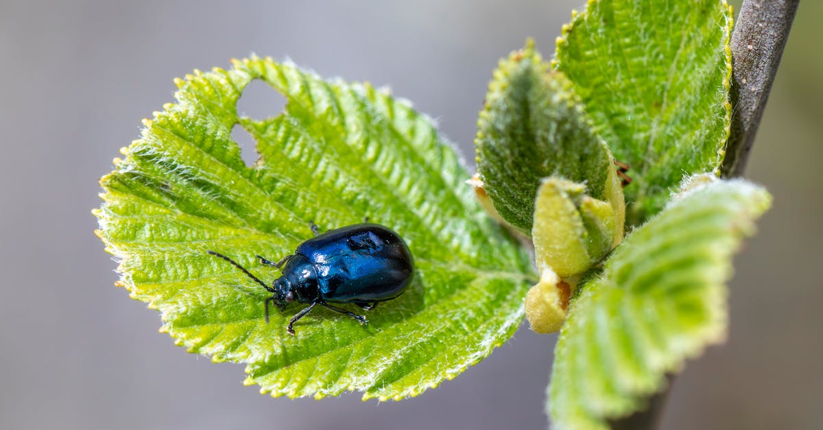 Key Principles of Sustainable Integrated Pest Management