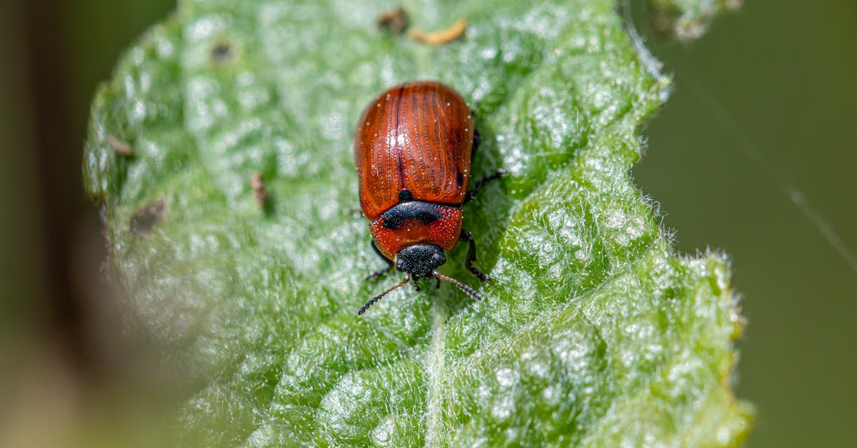 Measuring the Success of Integrated Pest Management in Commercial Operations