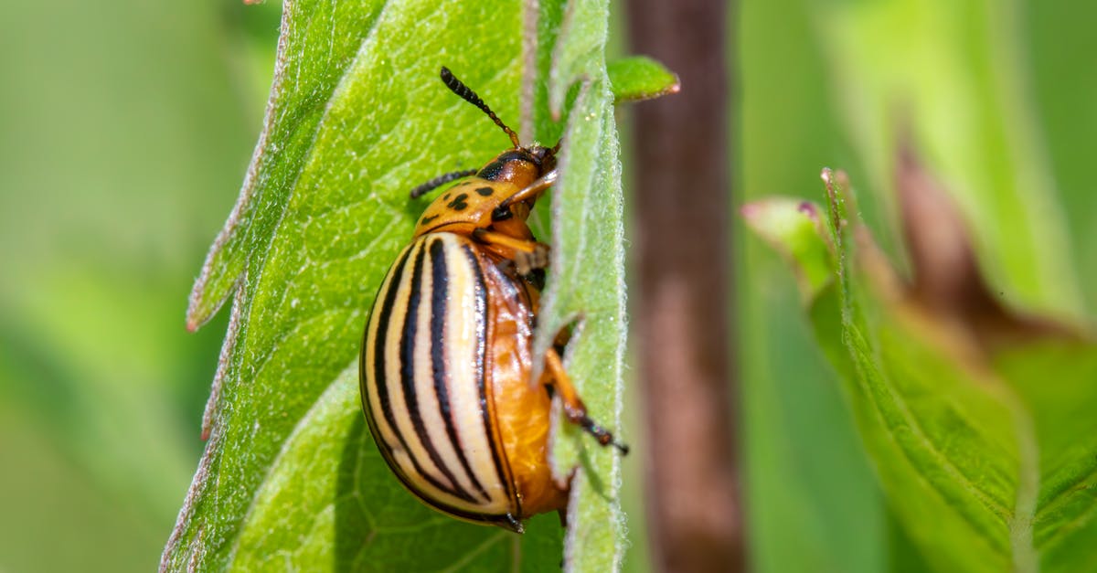 Natural Bait Recipes for Attracting and Eliminating Pests