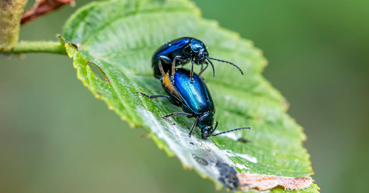 Navigating Local Regulations for Pest Management in the Central Coast