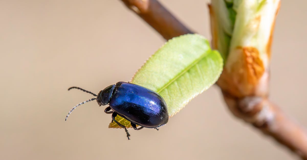 Seasonal DIY Pest Control: Keeping Bugs Out Year-Round