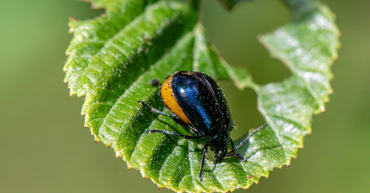 Seasonal Patterns of Termite Activity on the Central Coast
