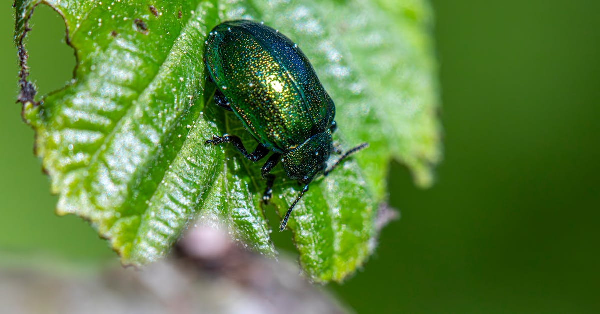 Simplicity of Regular Cleaning in Pest Prevention