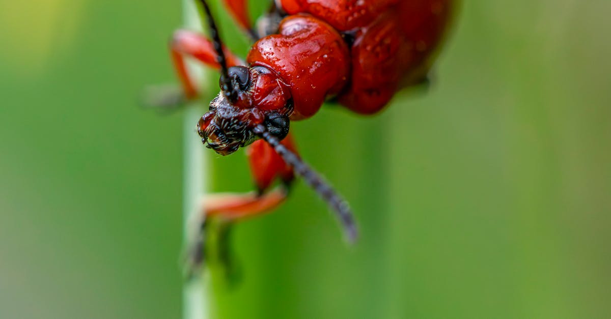 The Cost Factors of Professional Pest Control Services