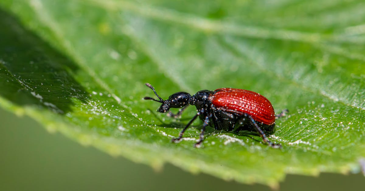 The Impact of Termite Activity on Central Coast Properties