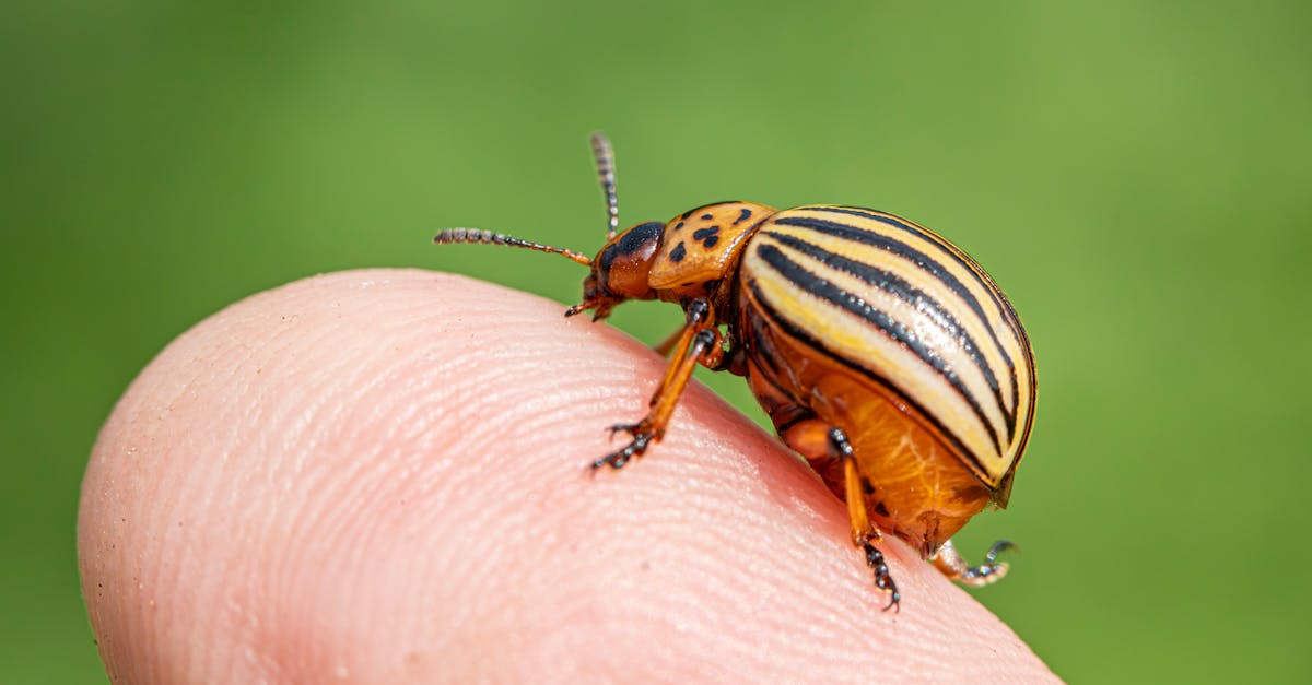 The Role of Neem Oil in Organic Pest Management