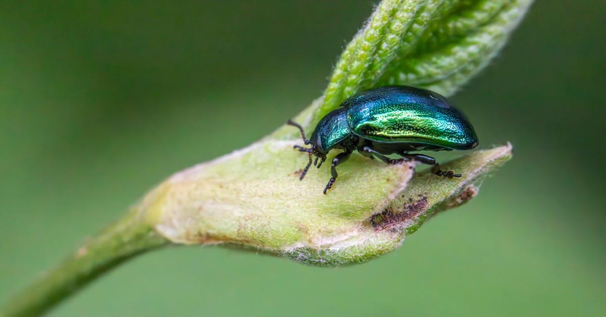 Top 10 Environmentally Safe Pesticides for Australian Gardens