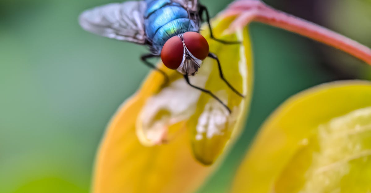 Understanding the Role of Moisture Control in Pest Management