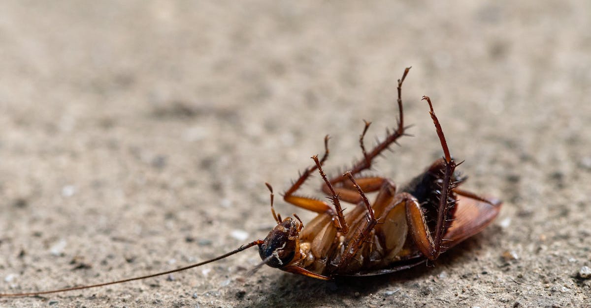 Winter Wariness: Common Pests to Watch During the Cold Months